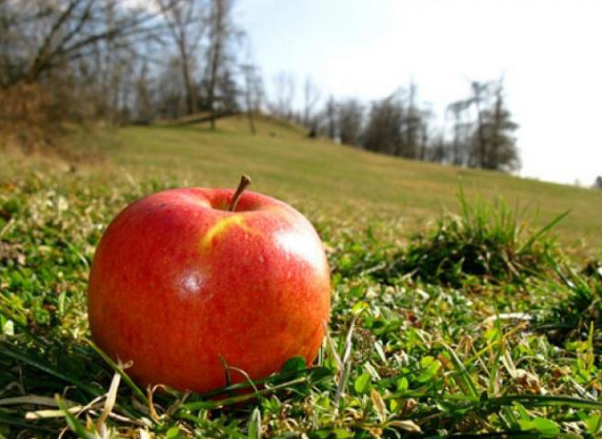 La manzana: Cosecha muy irregular según variedades.