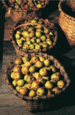 Jornada sobre las variedades de manzanas el 5 de octubre.