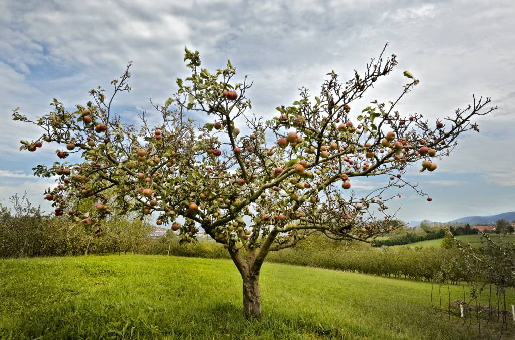 Ayudas 2013 para la plantación, mantenimiento, mejora y desarrollo del cultivo del manzano de sidra.
