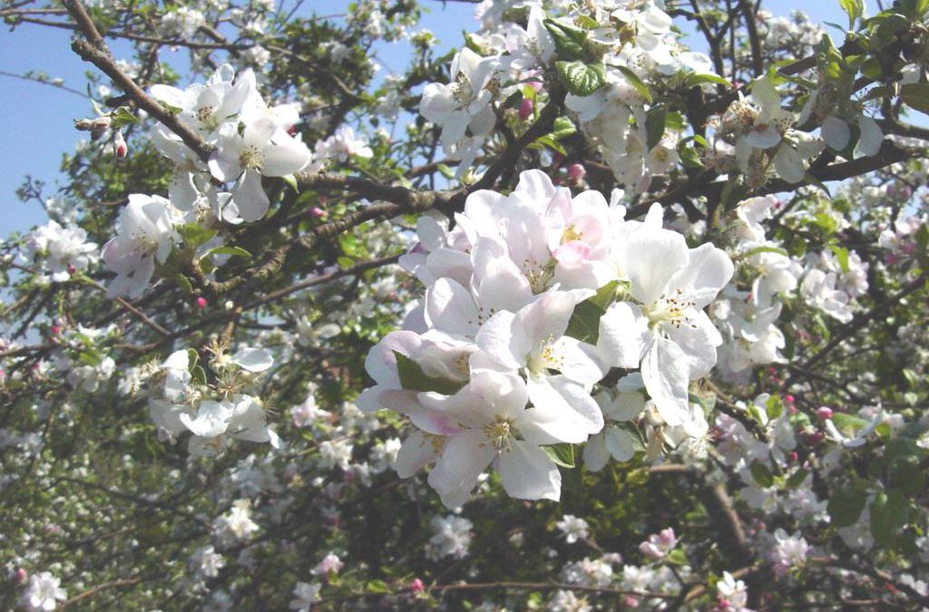 Celebración de “I. Manzanos en flor» a partir del 27 de abril.