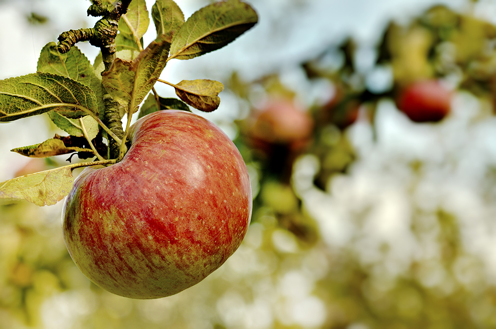 Estado de la maduración de la manzana de sidra de la cosecha 2015.