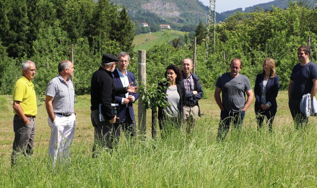 La Diputación ha aprobado un plan con asociaciones de sidrerías para fortalecer la plantación de manzanos para la produccón de la sidra.