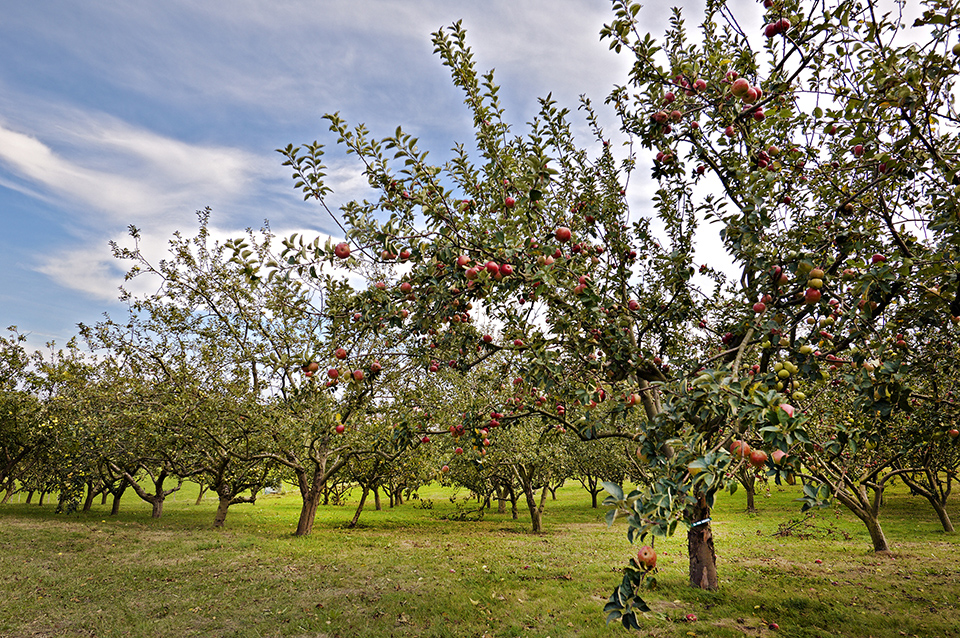 Estado de maduración de la manzana de sidra de la cosecha 2017