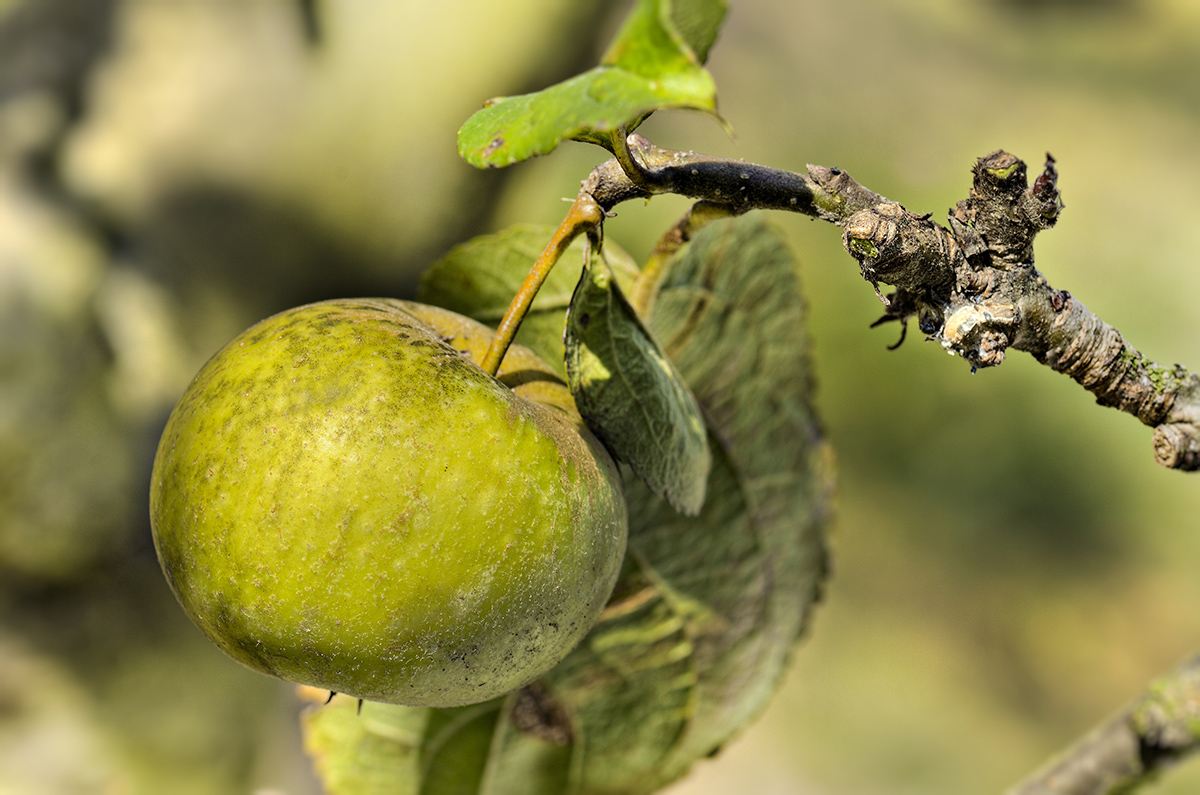 Estado de maduración de la manzana de sidra de la cosecha 2019