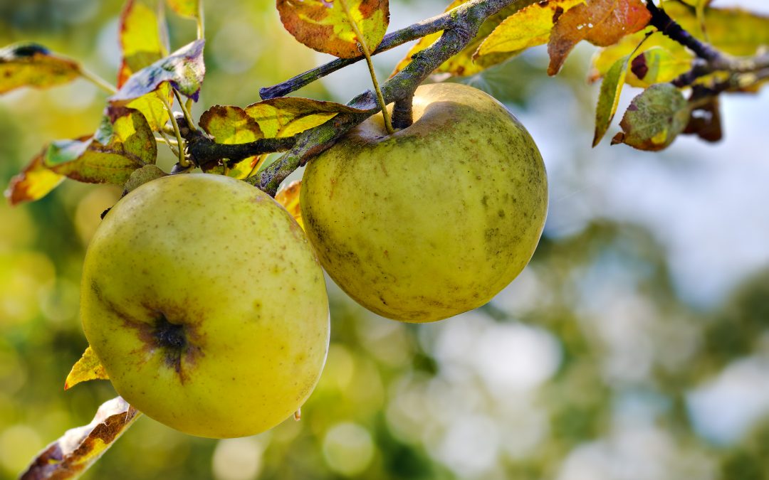 Compatibilidad en la polinización entre variedades de manzana para sidra