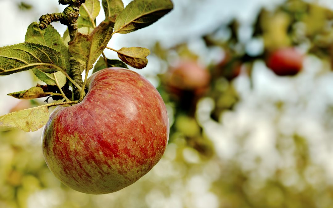 The future of native apple varieties 