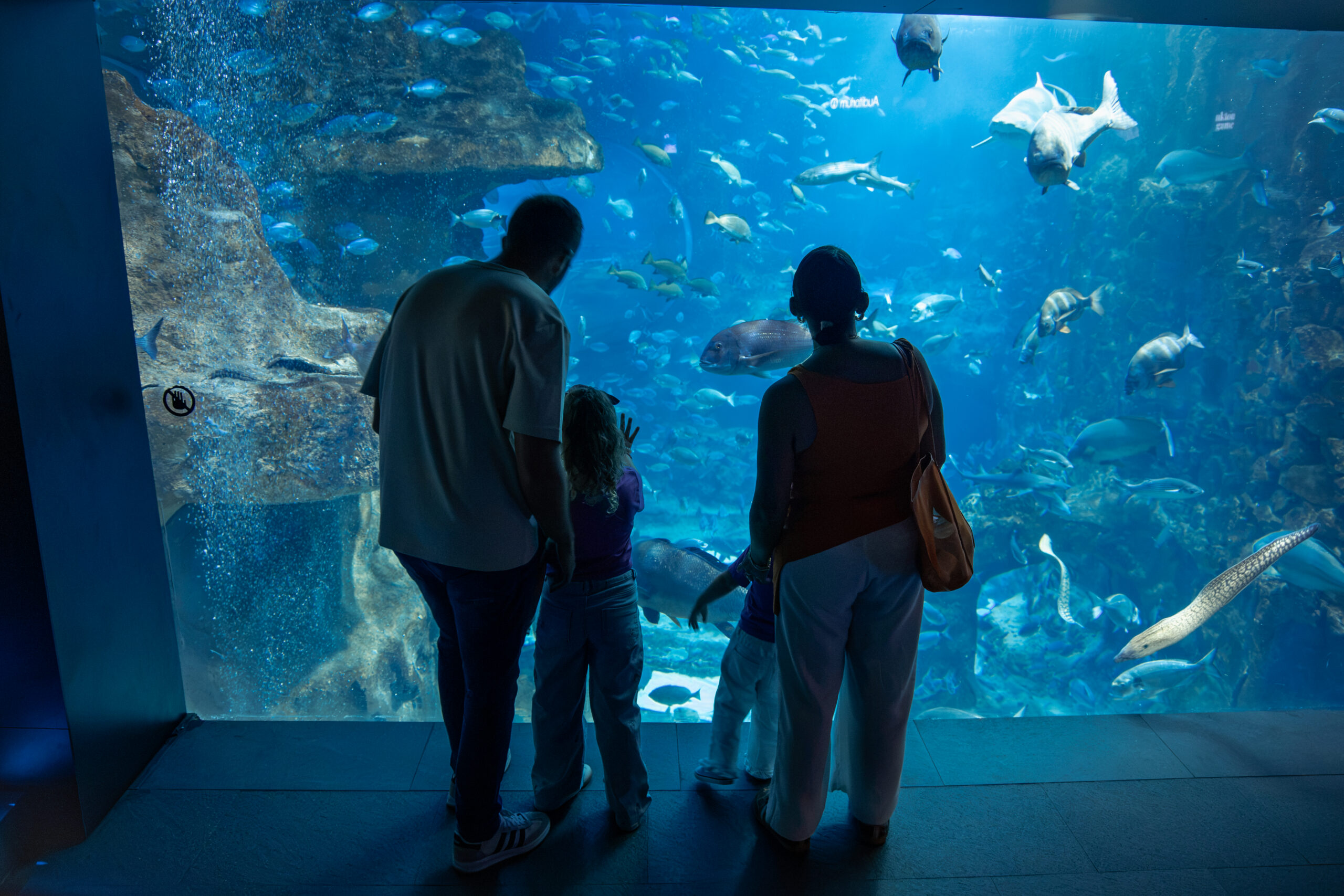 The cider and the sea: Aquarium Donostia, Sagardoetxea and cider house - Image 4